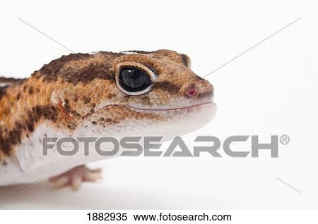 African Fat-Tailed Gecko (Hemitheconyx Caudicinctus) Smiling View Large Photo Image Stock Photography - African Fat-Tailed Gecko (Hemitheconyx Caudicinctus) Smiling. Fotosearch