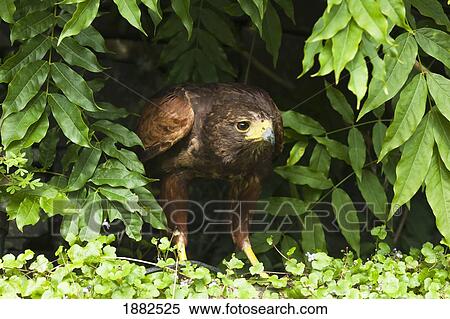 An Eagle Hiding In A Bush; Windermere, Cumbria, England View Large Photo Image Stock Photography - An Eagle Hiding In A Bush; Windermere, Cumbria, England. Fotosearch