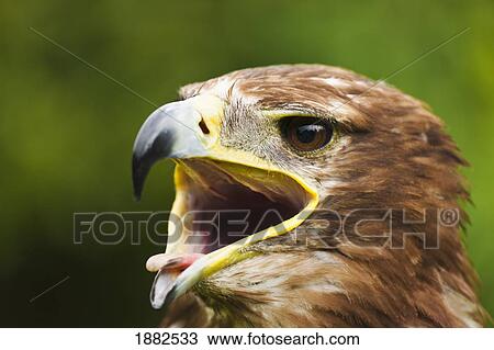 An Eagle With It's Mouth Open; Windermere, Cumbria, England View Large Photo Image Stock Image - An Eagle With It's Mouth Open; Windermere, Cumbria, England. Fotosearch