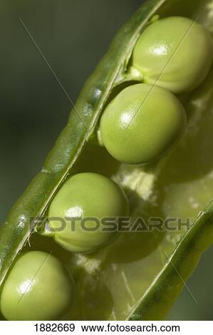 An Opened Green Pea Pod View Large Photo Image Stock Photo - An Opened Green Pea Pod. Fotosearch