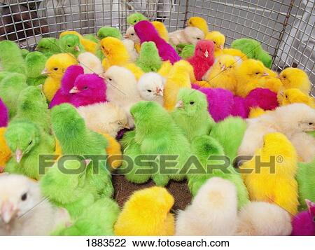 Baby Chicks In A Pen At A Market Colored By Dye To Attract Buyers; Sathyamangalam, Tamil Nadu, India View Large Photo Image Stock Image - Baby Chicks In A Pen At A Market Colored By Dye To Attract Buyers; Sathyamangalam, Tamil Nadu, India. Fotosearch