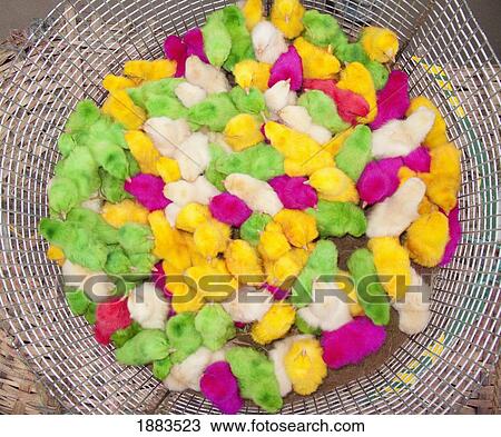 Baby Chicks In A Pen At A Market Colored By Dye To Attract Buyers; Sathyamangalam, Tamil Nadu, India View Large Photo Image Stock Image - Baby Chicks In A Pen At A Market Colored By Dye To Attract Buyers; Sathyamangalam, Tamil Nadu, India. Fotosearch