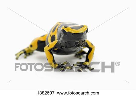 Stock Photo - Black And Yellow Poison Dart Frog (Dendrobates Leucomelas). Fotosearch