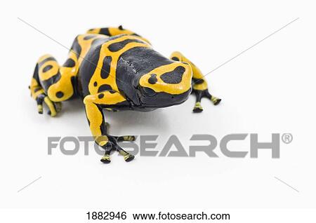 Black And Yellow Poison Dart Frog (Ranitomeya Imitator) View Large Photo Image Stock Photograph - Black And Yellow Poison Dart Frog (Ranitomeya Imitator). Fotosearch