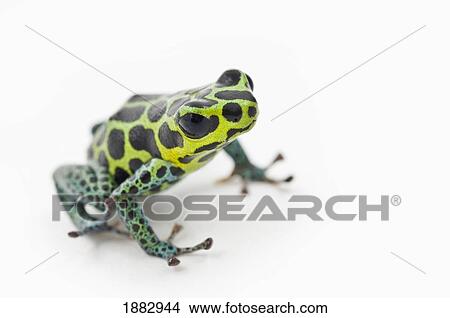 Black Spotted Green Poison Dart Frog (Ranitomeya Imitator) View Large Photo Image Picture - Black Spotted Green Poison Dart Frog (Ranitomeya Imitator). Fotosearch