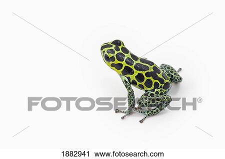 Stock Image - Black Spotted Green Poison Dart Frog (Ranitomeya Imitator). Fotosearch