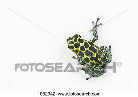 Black Spotted Green Poison Dart Frog (Ranitomeya Imitator) View Large Photo Image Stock Image - Black Spotted Green Poison Dart Frog (Ranitomeya Imitator). Fotosearch