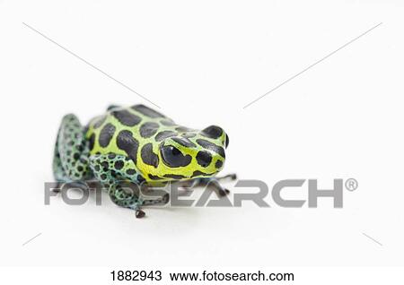 Black Spotted Green Poison Dart Frog (Ranitomeya Imitator) View Large Photo Image Stock Image - Black Spotted Green Poison Dart Frog (Ranitomeya Imitator). Fotosearch
