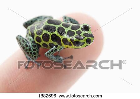 Stock Photograph - Black Spotted Green Poison Dart Frog (Ranitomeya Imitator) On A Person's Finger. Fotosearch