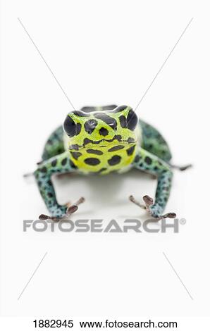Black Spotted Green Poison Dart Frog (Ranitomeya Imitator) View Large Photo Image Stock Photography - Black Spotted Green Poison Dart Frog (Ranitomeya Imitator). Fotosearch