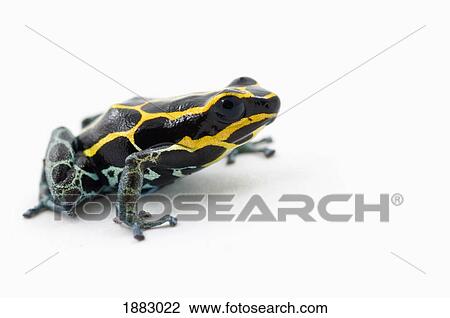 Black, Yellow And Blue Poison Dart Frog (Dendrobates Ventrimaculatus) View Large Photo Image Stock Image - Black, Yellow And Blue Poison Dart Frog (Dendrobates Ventrimaculatus). Fotosearch
