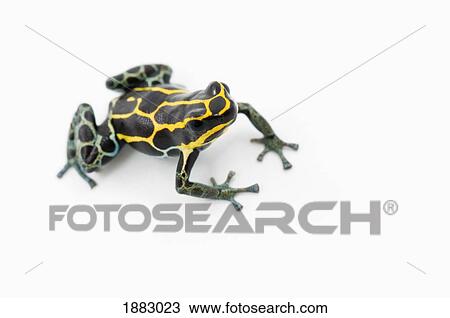 Black, Yellow And Blue Poison Dart Frog (Dendrobates Ventrimaculatus) View Large Photo Image Stock Image - Black, Yellow And Blue Poison Dart Frog (Dendrobates Ventrimaculatus). Fotosearch