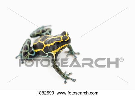 Black, Yellow And Blue Poison Dart Frog (Dendrobates Ventrimaculatus) View Large Photo Image Stock Photo - Black, Yellow And Blue Poison Dart Frog (Dendrobates Ventrimaculatus). Fotosearch
