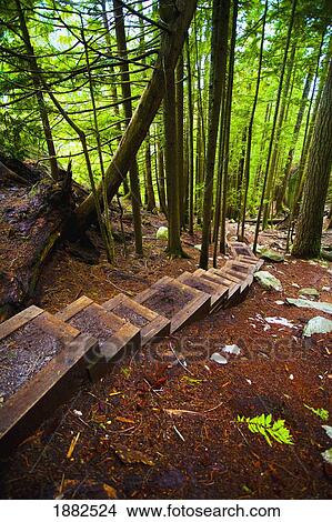 Climbing Path With Steps Through A Forest; Squamish, British Columbia, Canada View Large Photo Image Picture - Climbing Path With Steps Through A Forest; Squamish, British Columbia, Canada. Fotosearch