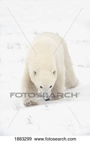 Curious Young Polar Bear (Ursus Maritimus) Exploring; Churchill, Manitoba, Canada View Large Photo Image Stock Photo - Curious Young Polar Bear (Ursus Maritimus) Exploring; Churchill, Manitoba, Canada. Fotosearch