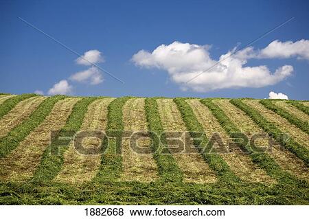 Cut Alfalfa Field; Alberta, Canada View Large Photo Image Stock Photo - Cut Alfalfa Field; Alberta, Canada. Fotosearch