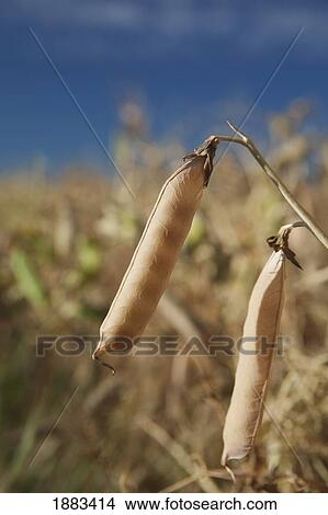 Picture - Dried Pea Pods In A Field; Alberta, Canada. Fotosearch