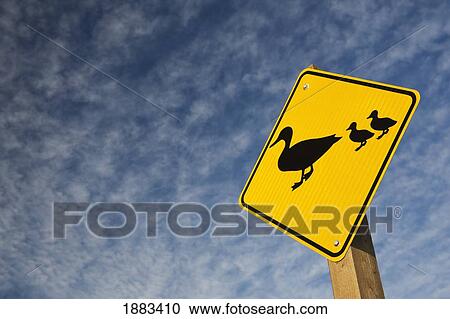 Duck Crossing Road Sign; Alberta, Canada View Large Photo Image Stock Image - Duck Crossing Road Sign; Alberta, Canada. Fotosearch