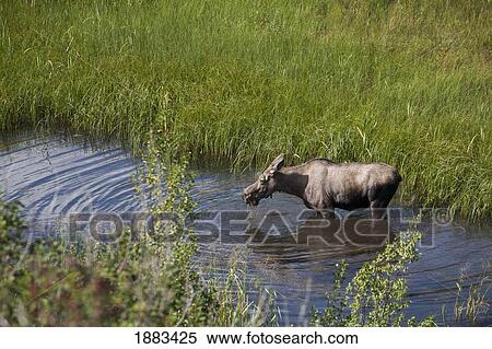Female Moose (Alces Alces) In A Pond Feeding; Waterton, Alberta, Canada View Large Photo Image Stock Photography - Female Moose (Alces Alces) In A Pond Feeding; Waterton, Alberta, Canada. Fotosearch