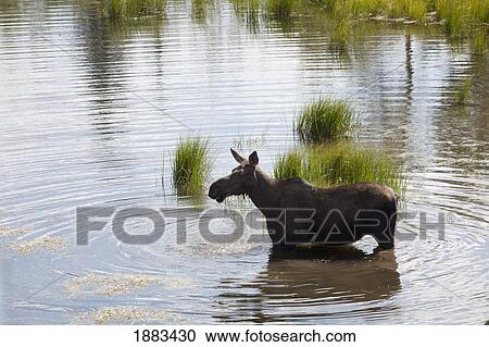 Female Moose Feeding In A Pond; Waterton, Alberta, Canada View Large Photo Image Stock Image - Female Moose Feeding In A Pond; Waterton, Alberta, Canada. Fotosearch