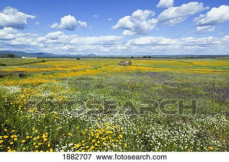 Fields In Springtime Near Guadalupe; Caceres Province, Spain View Large Photo Image Stock Photo - Fields In Springtime Near Guadalupe; Caceres Province, Spain. Fotosearch