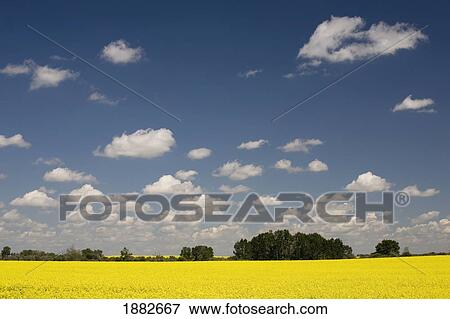 Stock Photo - Flowering Canola Field; Alberta, Canada. Fotosearch