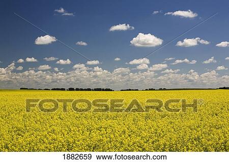 Stock Photo - Flowering Canola Field With Clouds Overhead; Alberta, Canada. Fotosearch
