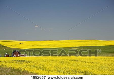 Flowering Canola Fields And A Red Barn; Alberta, Canada View Large Photo Image Stock Photo - Flowering Canola Fields And A Red Barn; Alberta, Canada. Fotosearch