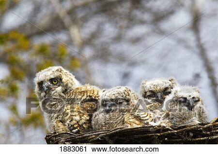 Stock Image - Four Great Horned Owl (Bubo Virginianus) Chicks; Edmonton, Alberta, Canada. Fotosearch
