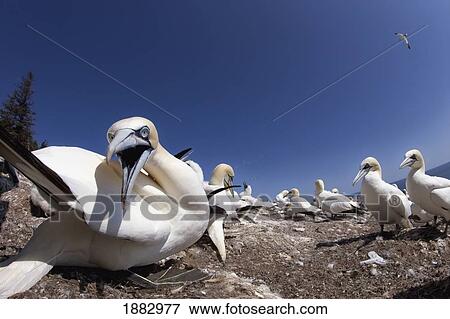 Gannet About To Bite; Perce', Quebec, Canada View Large Photo Image Stock Photo - Gannet About To Bite; Perce', Quebec, Canada. Fotosearch