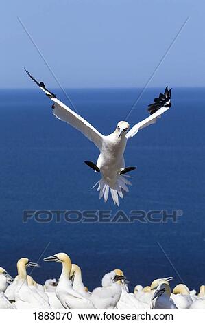 Gannet About To Land Into The Colony On Bonaventure Island; Perce', Quebec, Canada View Large Photo Image Stock Image - Gannet About To Land Into The Colony On Bonaventure Island; Perce', Quebec, Canada. Fotosearch