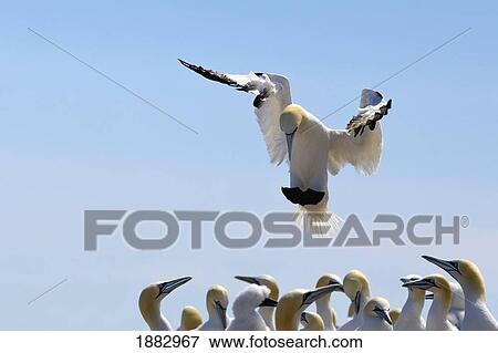 Gannet Descending In The Flock; Perce', Quebec, Canada View Large Photo Image Stock Photo - Gannet Descending In The Flock; Perce', Quebec, Canada. Fotosearch