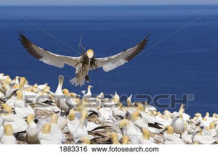Stock Photograph - Gannet Doing The Usual Awkward Landing With Grass In It's Beak At Bonaventure Island; Perce', Quebec, Canada. Fotosearch