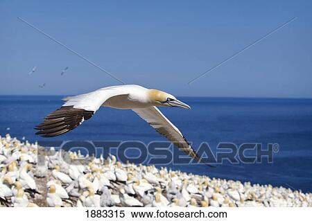 Gannet Flying Above The Colony Of Birds At Bonaventure Island; Perce', Quebec, Canada View Large Photo Image Stock Photography - Gannet Flying Above The Colony Of Birds At Bonaventure Island; Perce', Quebec, Canada. Fotosearch