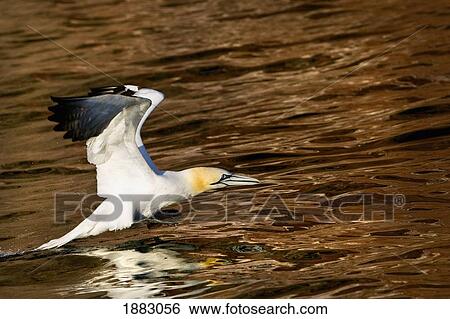 Gannet Flying Away From Water Level After Missing A Fish It Had Dived For; Perce', Quebec, Canada View Large Photo Image Stock Photograph - Gannet Flying Away From Water Level After Missing A Fish It Had Dived For; Perce', Quebec, Canada. Fotosearch