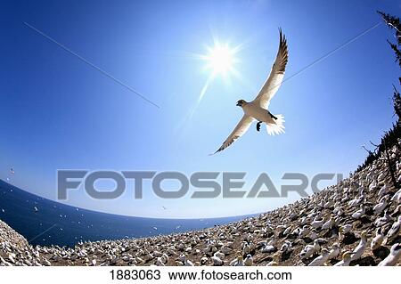 Gannet Flying On A Journey To Find His Mate At Bonaventure Island; Perce', Quebec, Canada View Large Photo Image Stock Image - Gannet Flying On A Journey To Find His Mate At Bonaventure Island; Perce', Quebec, Canada. Fotosearch
