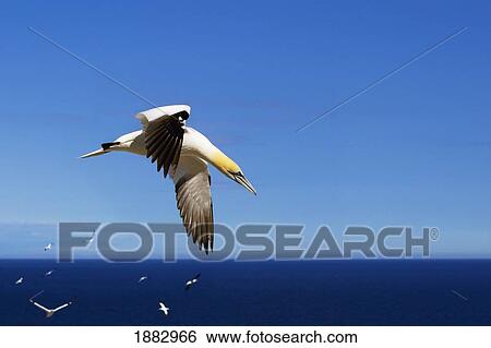 Gannet Flying On A Journey To Find His Mate; Perce', Quebec, Canada View Large Photo Image Stock Photograph - Gannet Flying On A Journey To Find His Mate; Perce', Quebec, Canada. Fotosearch
