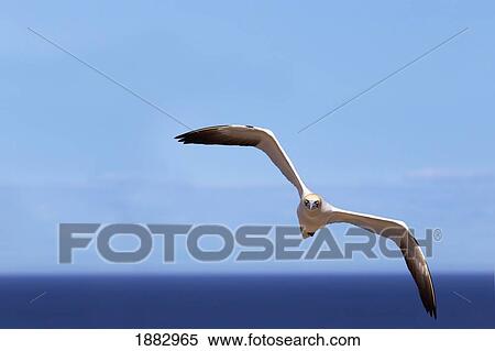 Gannet Flying Over The Water; Perce', Quebec, Canada View Large Photo Image Stock Photography - Gannet Flying Over The Water; Perce', Quebec, Canada. Fotosearch