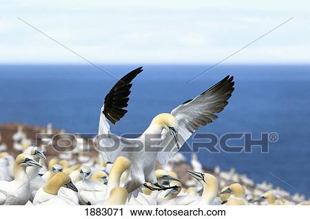 Gannet Landing Into The Colony On Bonaventure Island; Perce', Quebec, Canada View Large Photo Image Stock Image - Gannet Landing Into The Colony On Bonaventure Island; Perce', Quebec, Canada. Fotosearch