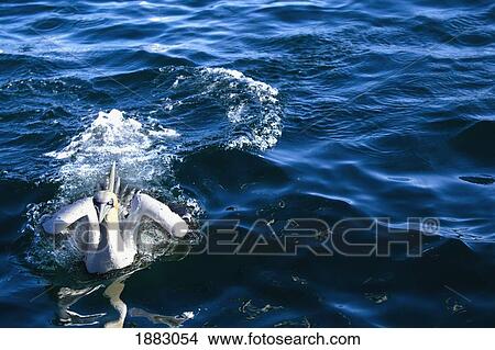 Gannet Lands On The Water; Perce', Quebec, Canada View Large Photo Image Picture - Gannet Lands On The Water; Perce', Quebec, Canada. Fotosearch