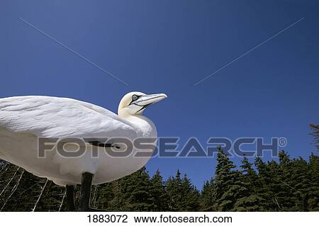 Gannet On Bonaventure Island; Perce', Quebec, Canada View Large Photo Image Stock Image - Gannet On Bonaventure Island; Perce', Quebec, Canada. Fotosearch
