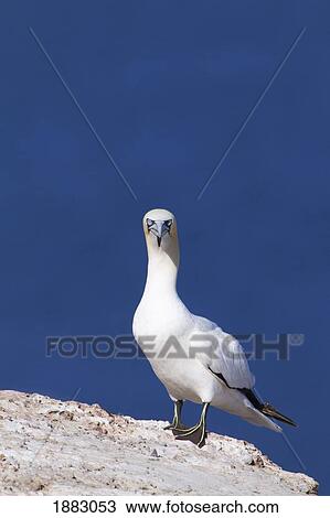 Gannet With An Attitude Staring At The Camera; Perce', Quebec, Canada View Large Photo Image Stock Image - Gannet With An Attitude Staring At The Camera; Perce', Quebec, Canada. Fotosearch