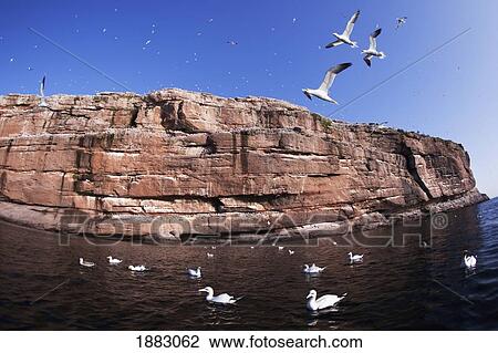 Gannets Flying And Nesting On Bonaventure Island; Perce', Quebec, Canada View Large Photo Image Stock Image - Gannets Flying And Nesting On Bonaventure Island; Perce', Quebec, Canada. Fotosearch