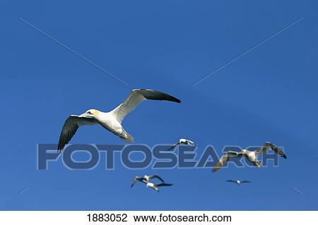 Gannets Flying Over Water; Perce', Quebec, Canada View Large Photo Image Stock Image - Gannets Flying Over Water; Perce', Quebec, Canada. Fotosearch