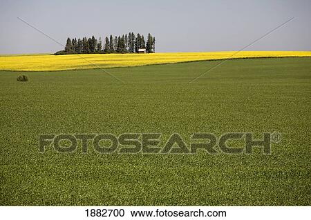 Green Wheat Field With Flowering Canola In The Background; Alberta, Canada View Large Photo Image Stock Image - Green Wheat Field With Flowering Canola In The Background; Alberta, Canada. Fotosearch