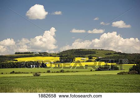 Green Wheat Fields And Flowering Canola Fields On A Hillside; Alberta, Canada View Large Photo Image Stock Photo - Green Wheat Fields And Flowering Canola Fields On A Hillside; Alberta, Canada. Fotosearch
