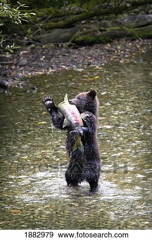 Stock Photo - Grizzly Bear Cub Standing On His Hind Legs Catching A Chum Salmon; Hyder, Alaska, United States Of America. Fotosearch