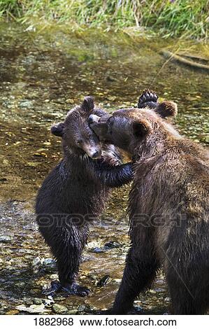 Grizzly Bear Sow Grooms Her Cub; Hyder, Alaska, United States Of America View Large Photo Image Stock Photo - Grizzly Bear Sow Grooms Her Cub; Hyder, Alaska, United States Of America. Fotosearch