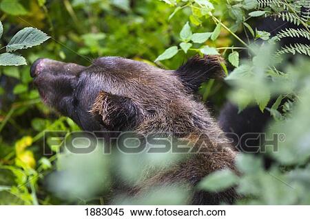 Grizzly Bear Sow Searching For Berries; Hyder, Alaska, United States Of America View Large Photo Image Stock Photography - Grizzly Bear Sow Searching For Berries; Hyder, Alaska, United States Of America. Fotosearch