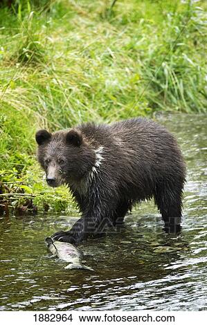 Grizzly Cub Catching Fish In Fish Creek; Hyder, Alaska, United States Of America View Large Photo Image Picture - Grizzly Cub Catching Fish In Fish Creek; Hyder, Alaska, United States Of America. Fotosearch